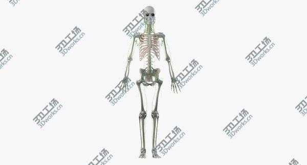 images/goods_img/20210312/Obese  Female Skin, Skeleton And Lymphatic System Rigged 3D model/4.jpg